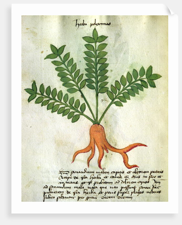 Ms 320 M Fol.31 Herba Poleximas by Italian School