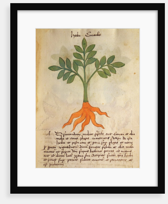 Ms 320 M fol.14r Herba Cancealis by Italian School