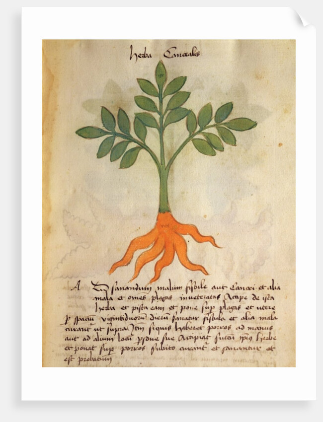 Ms 320 M fol.14r Herba Cancealis by Italian School