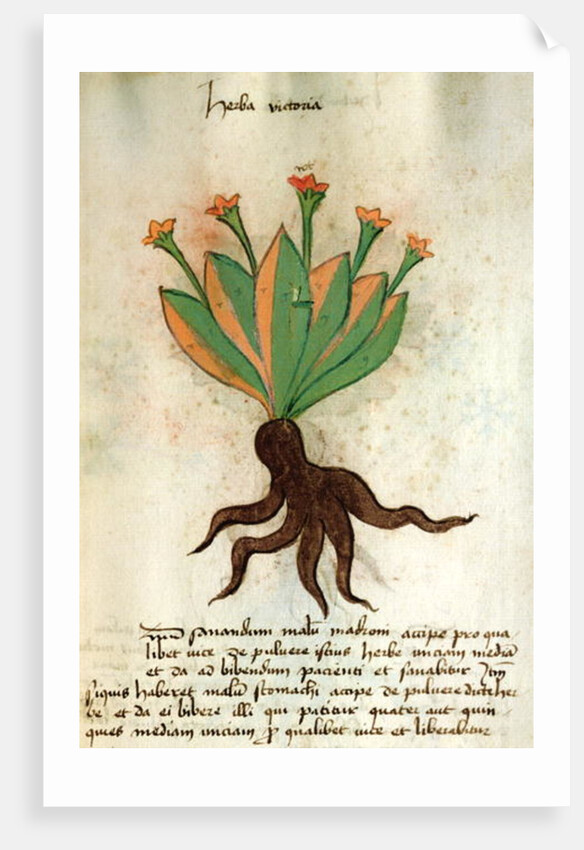 Ms 320 M Fol.34r Herba Victoria by Italian School