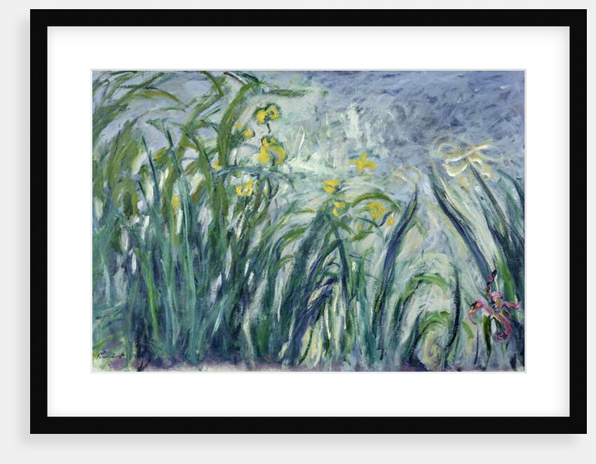 Yellow and Purple Irises, 1924-25 by Claude Monet