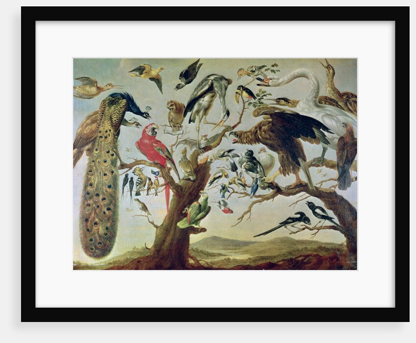 The Bird's Concert by Frans (after) Snyders