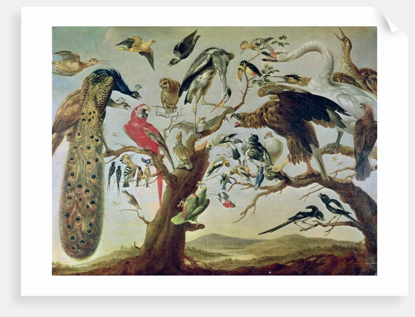 The Bird's Concert by Frans (after) Snyders