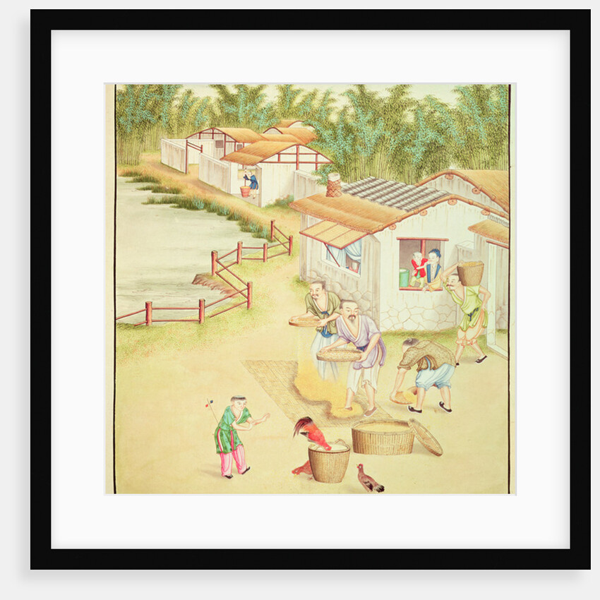 Chinese Peasants Sifting Rice by School Chinese