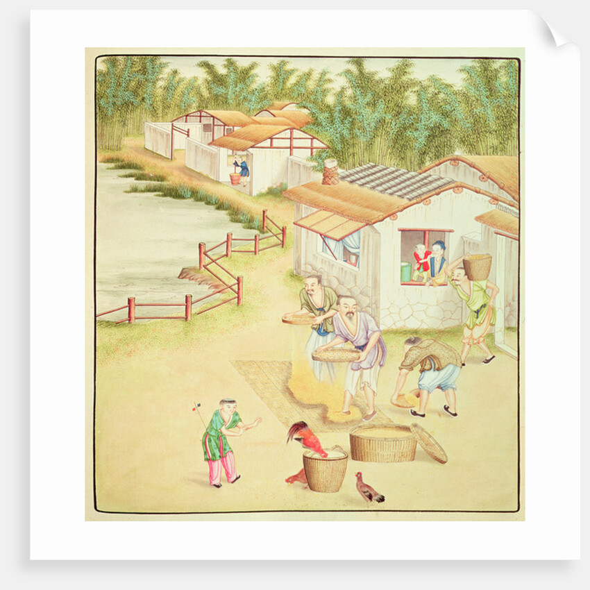 Chinese Peasants Sifting Rice by School Chinese