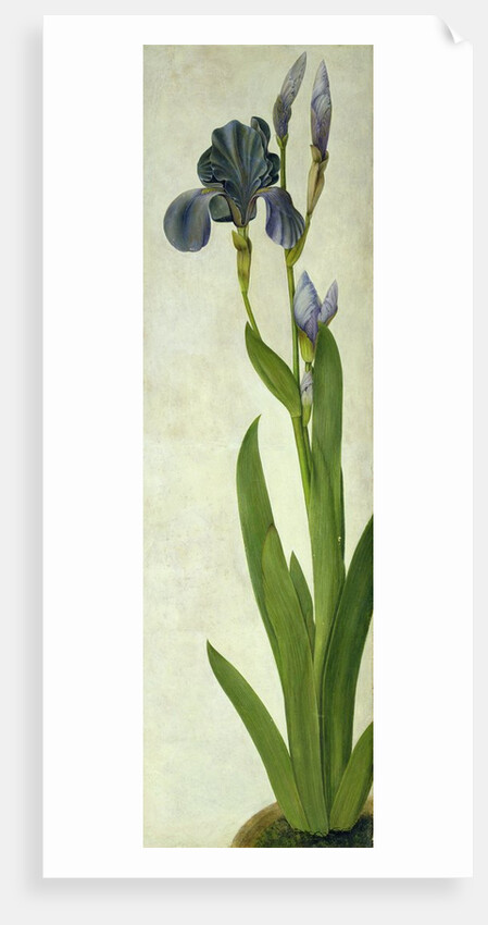 An Iris by Albrecht Dürer or Duerer