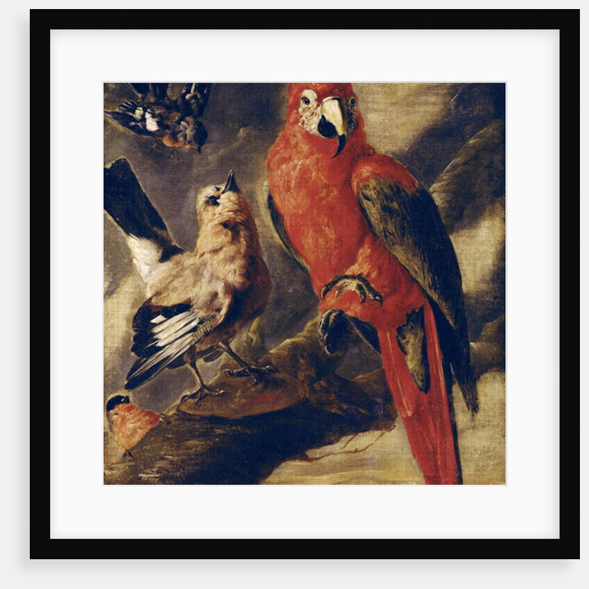 Macaw and Bullfinch by Flemish School