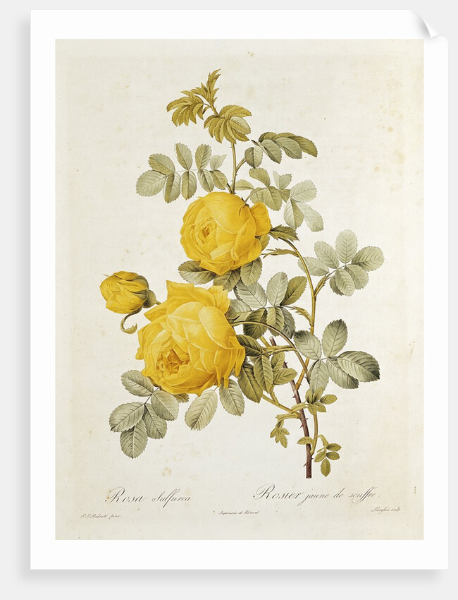 Rosa Sulfurea from 'Les Roses' by Claude Antoine Thory engraved by Eustache Hyacinthe Langlois 1817 by Pierre Joseph Redoute