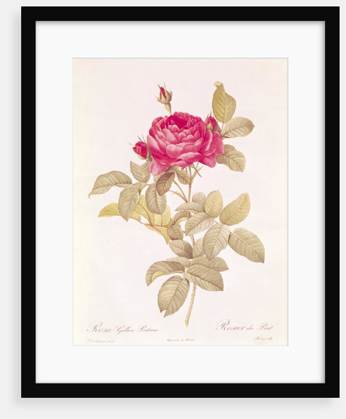 Rosa Gallica Pontiana by Pierre Joseph Redoute