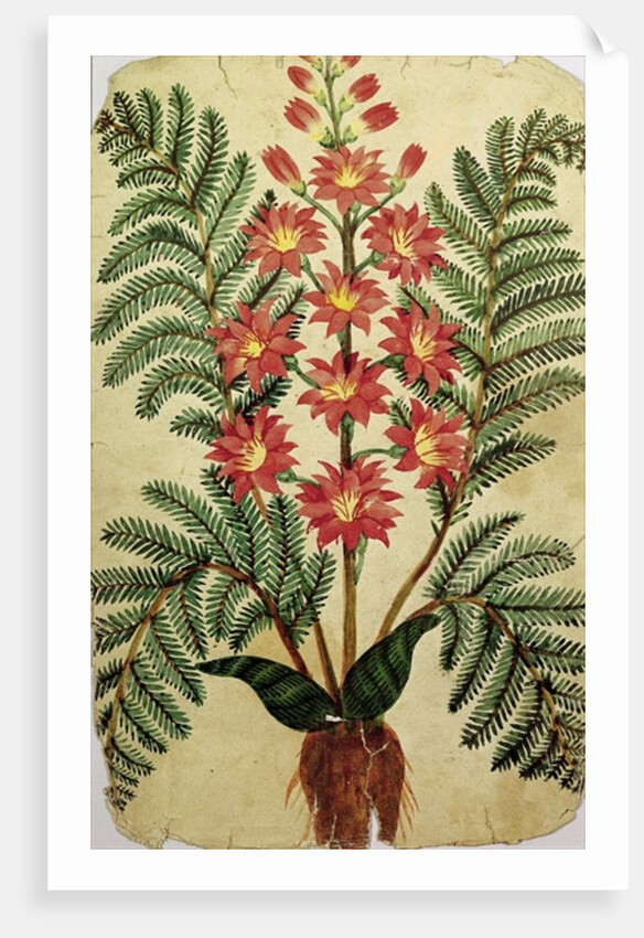 Fern with red and yellow flowers by French School