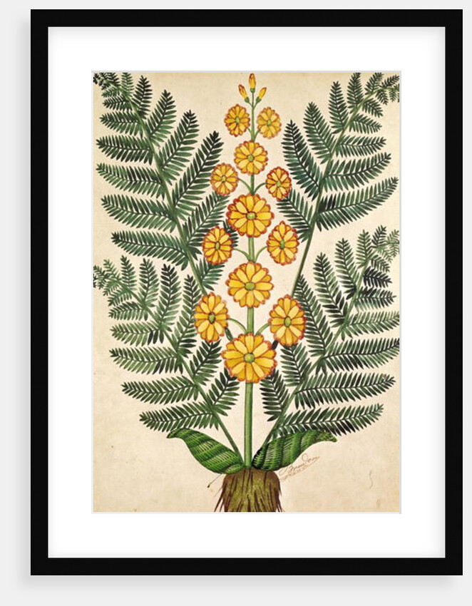 Fern with yellow flowers by French School