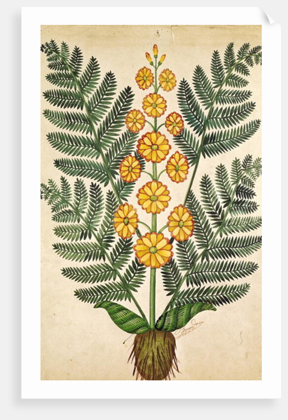 Fern with yellow flowers by French School