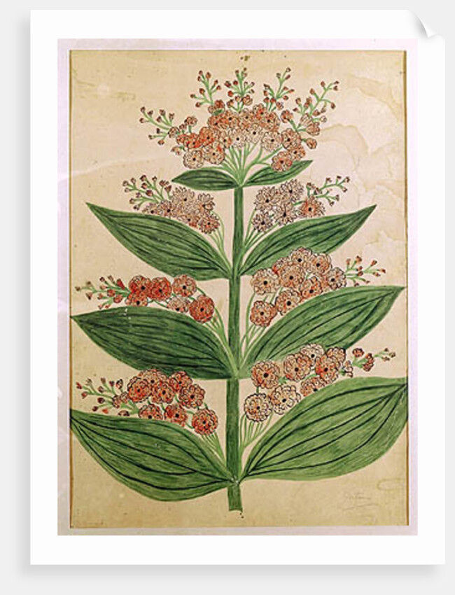 Gentian with imaginary flowers by French School