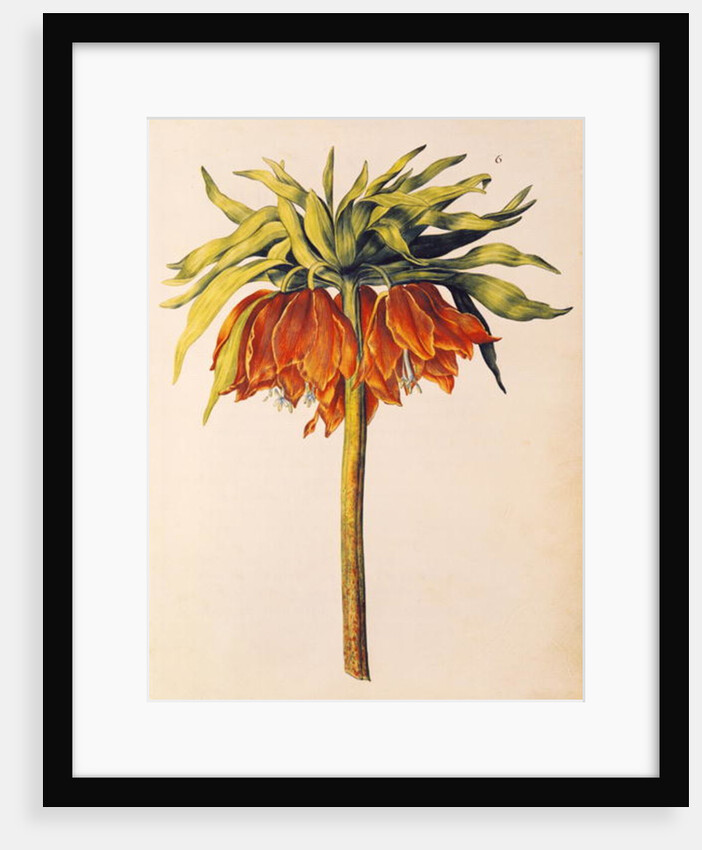Crown Imperial Lily or Fritillary by Nicolas Robert