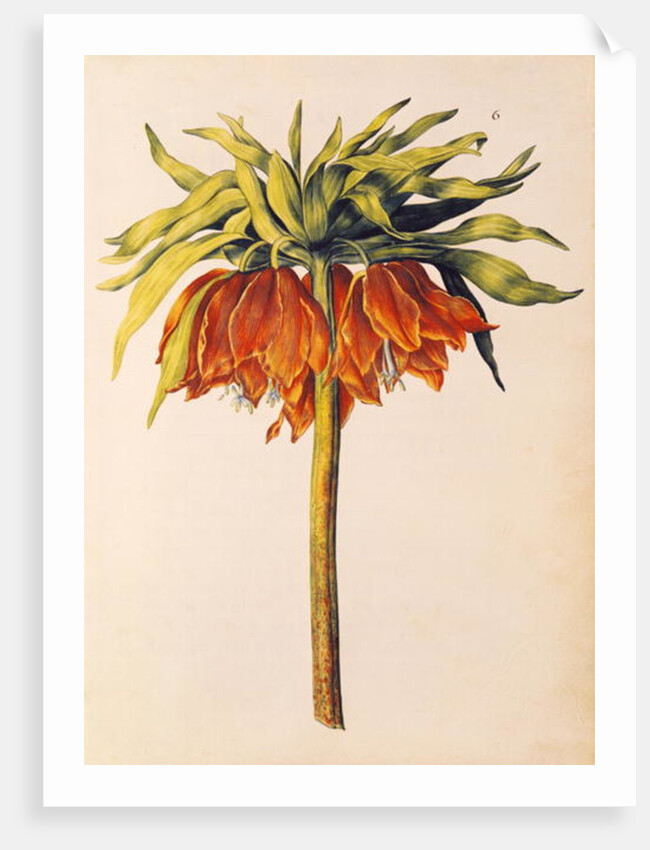 Crown Imperial Lily or Fritillary by Nicolas Robert