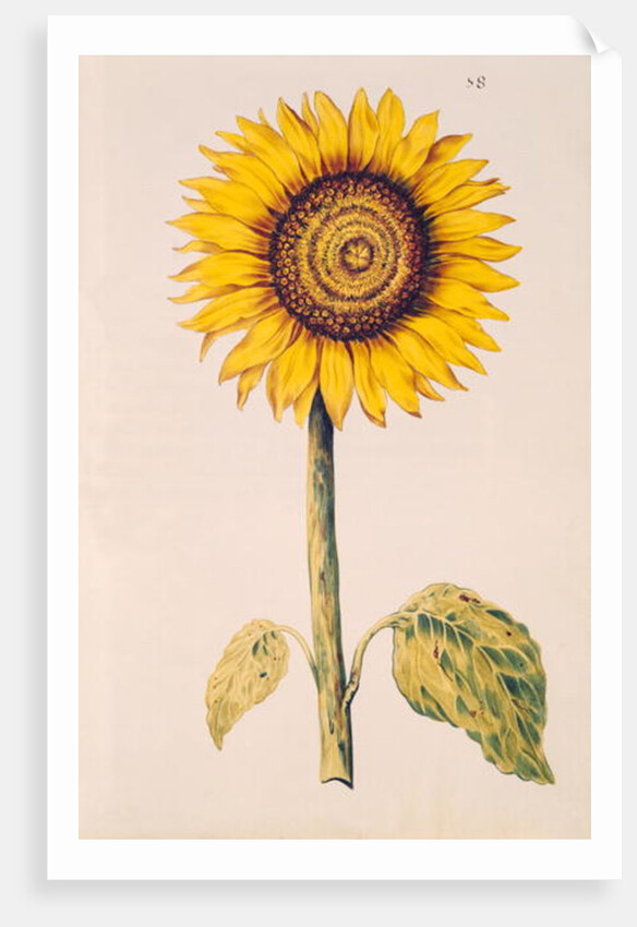 Sunflower or Helianthus by Nicolas Robert