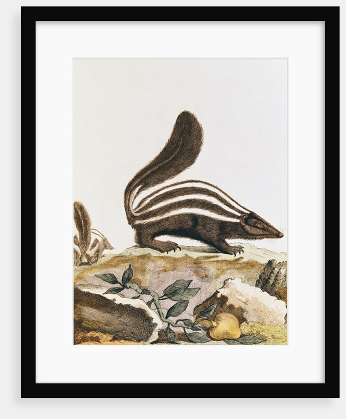 Skunk by French School