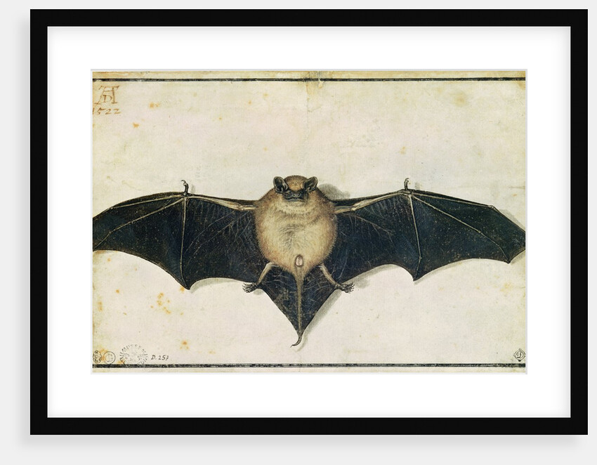 Bat, 1522 by Albrecht Dürer or Duerer