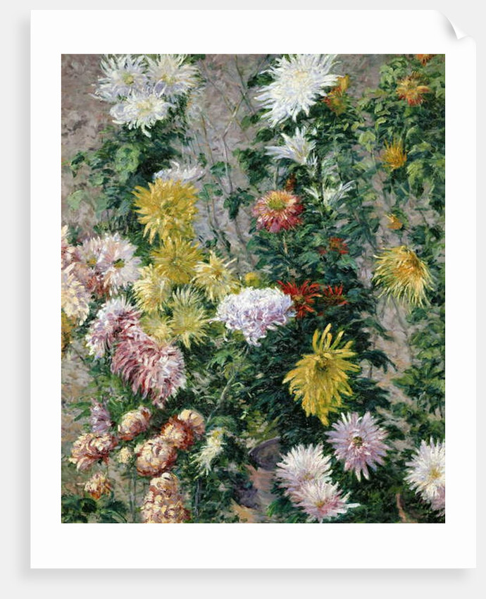 White and Yellow Chrysanthemums, 1893 by Gustave Caillebotte