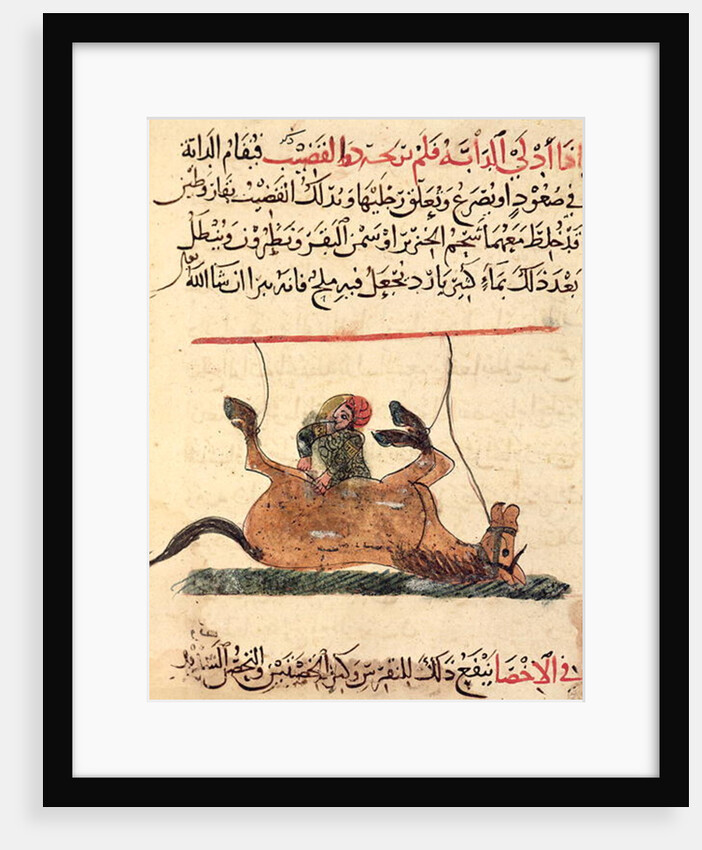 Operation on a horse by Islamic School