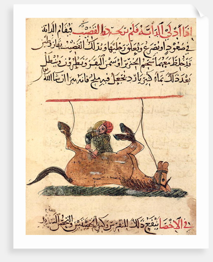 Operation on a horse by Islamic School