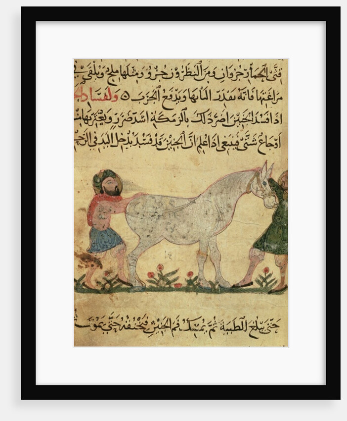 A veterinarian helping a mare to give birth by Islamic School