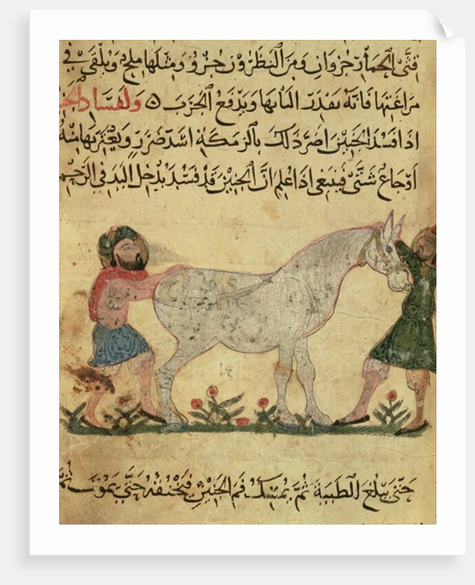 A veterinarian helping a mare to give birth by Islamic School