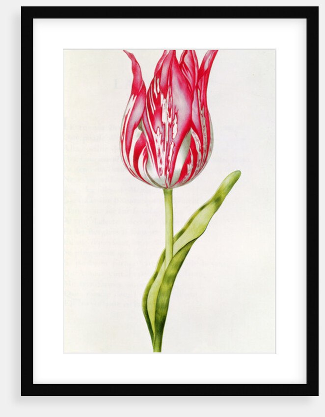 Tulip by Nicolas Robert