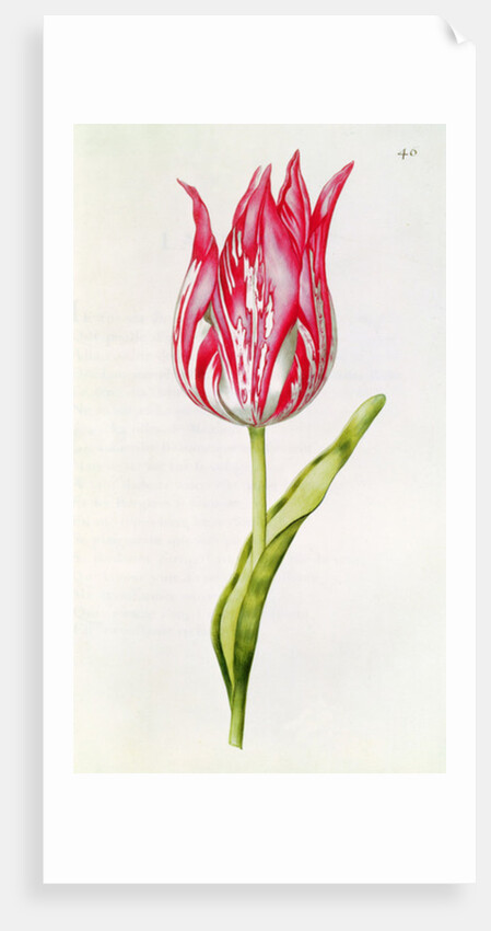 Tulip by Nicolas Robert