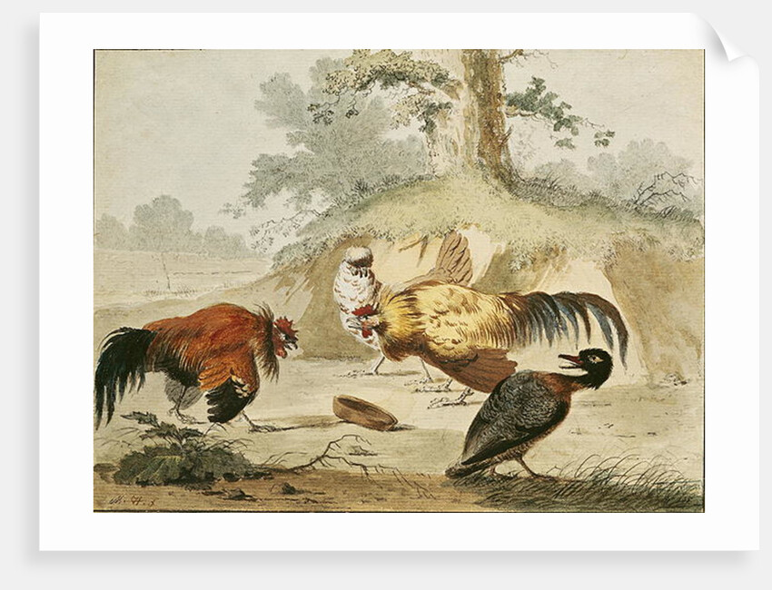 Cocks Fighting by Melchior de Hondecoeter