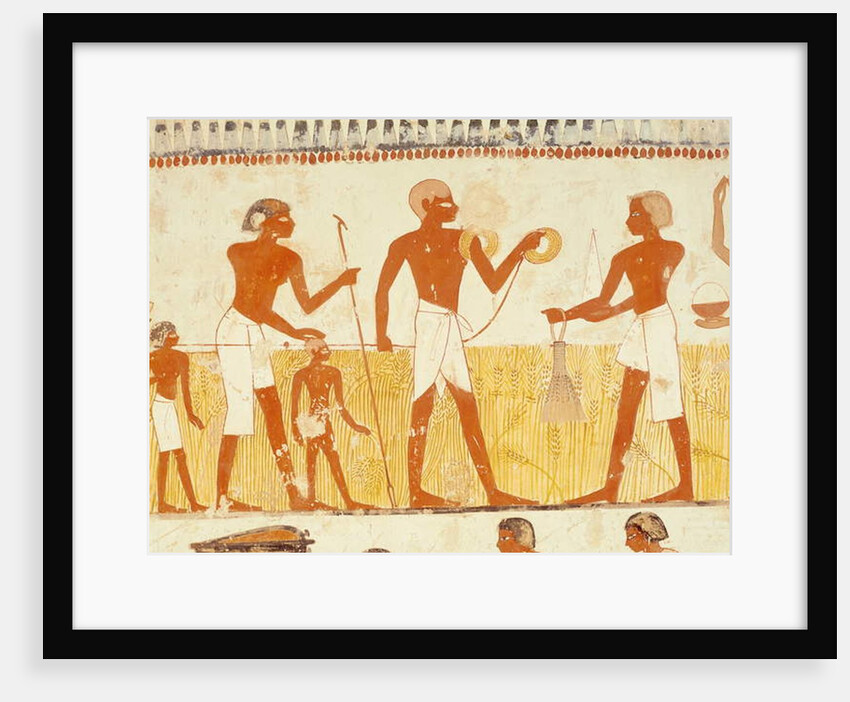 Measuring the land using rope by Egyptian 18th Dynasty