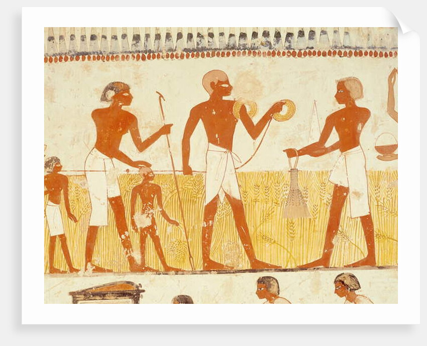Measuring the land using rope by Egyptian 18th Dynasty