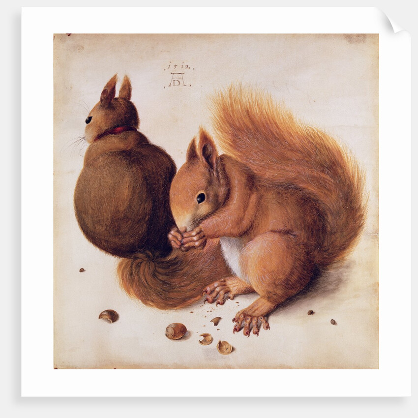 Squirrels, 1512 by Albrecht Dürer or Duerer