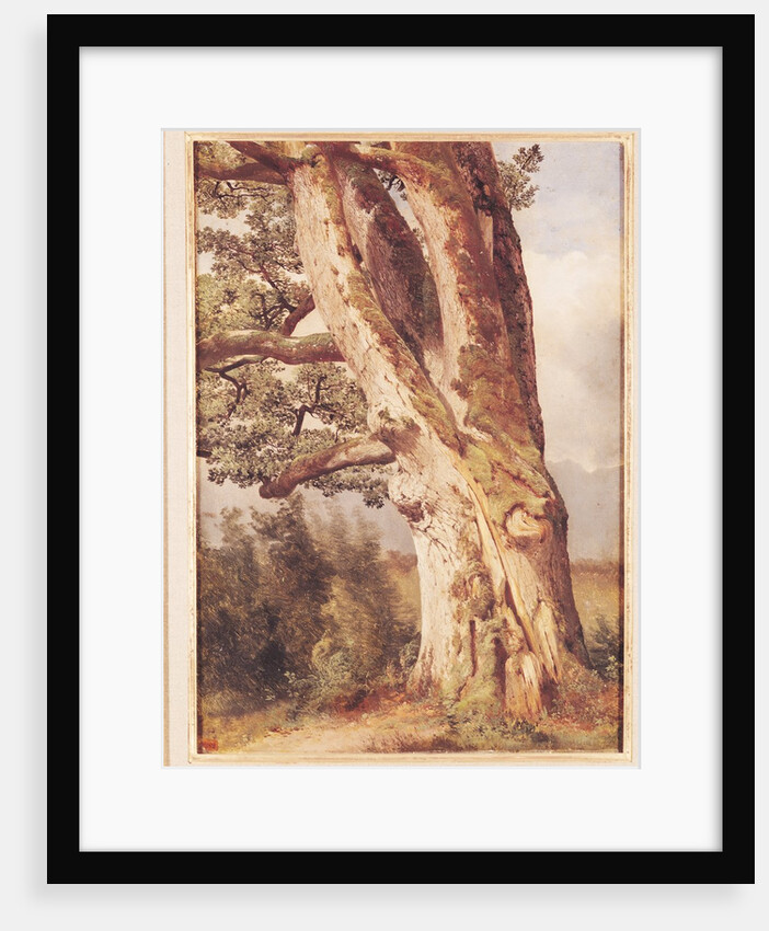 The Oak by Alexandre Calame