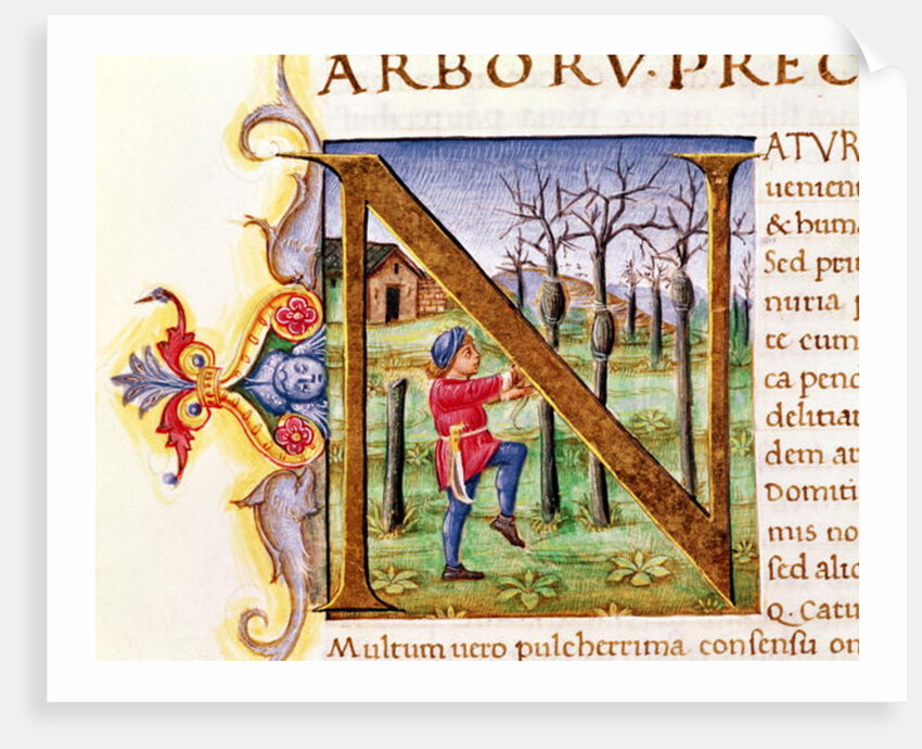 Historiated Initial 'N' depicting a man hewing trees, the 'Natural History' by Pliny the Elder by Italian School