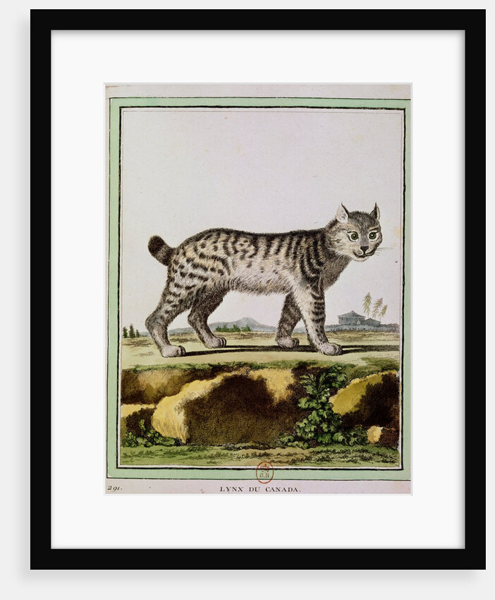 Canadian Lynx by French School
