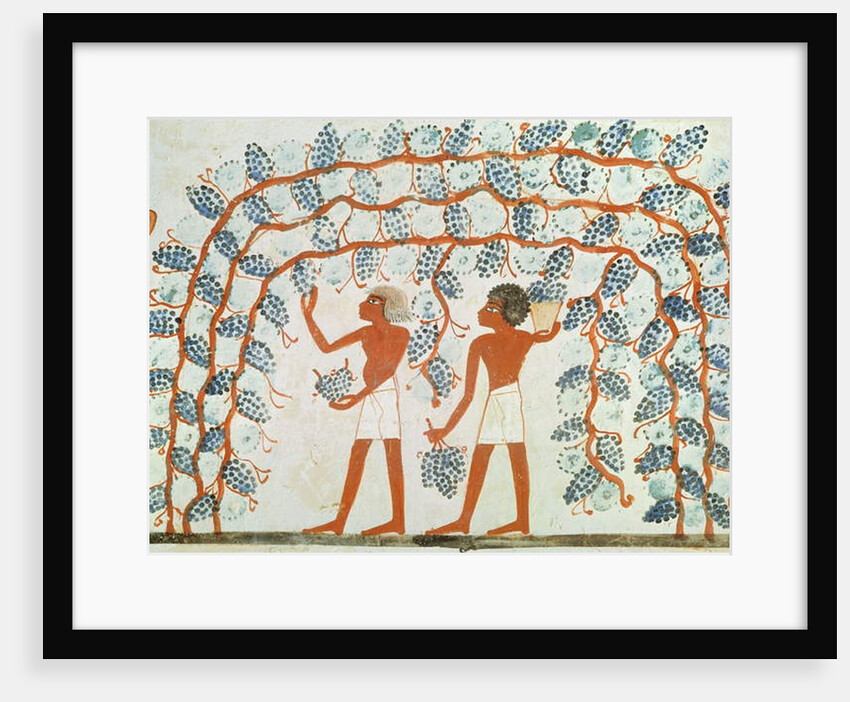 Picking grapes by Egyptian 18th Dynasty