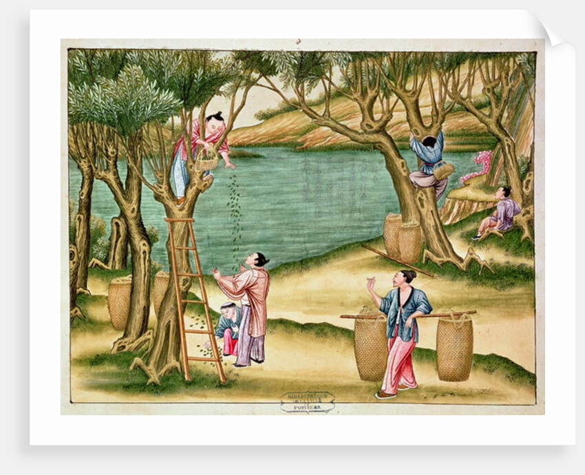 Collecting mulberries by School Chinese