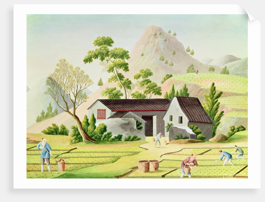 Peasants in the Paddy Fields by School Chinese