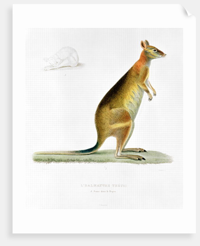 Kangaroo by Pancrace Bessa