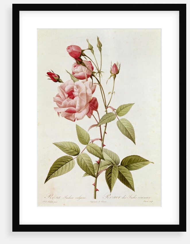 Rosa Indica Vulgaris by Pierre Joseph (after) Redoute