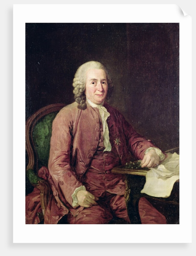 Portrait of Carl von Linnaeus, 18th century by Alexander Roslin