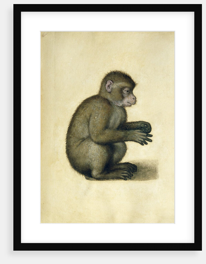 A Monkey, 16th century by Albrecht Dürer or Duerer