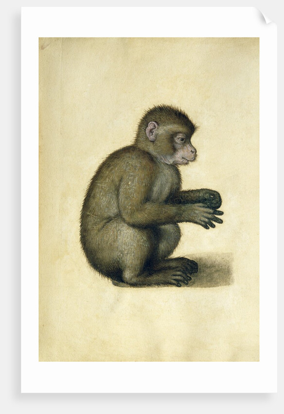 A Monkey, 16th century by Albrecht Dürer or Duerer
