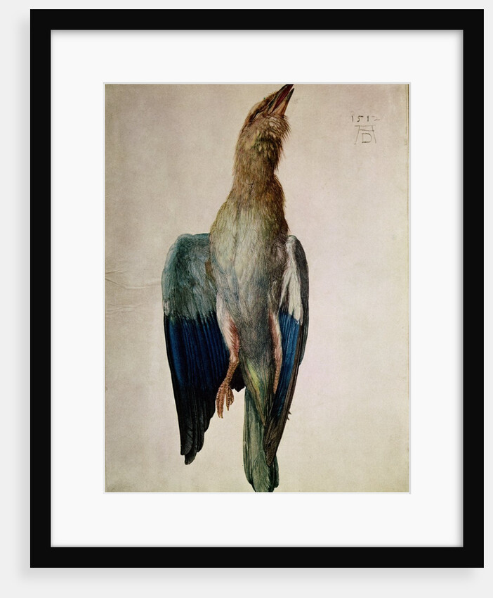 Blue Crow, 1512 by Albrecht Dürer or Duerer