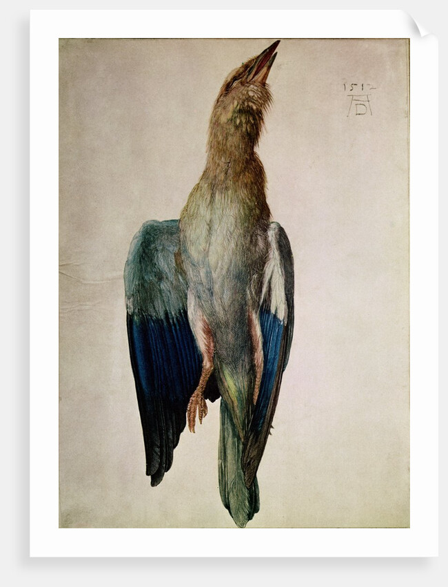 Blue Crow, 1512 by Albrecht Dürer or Duerer