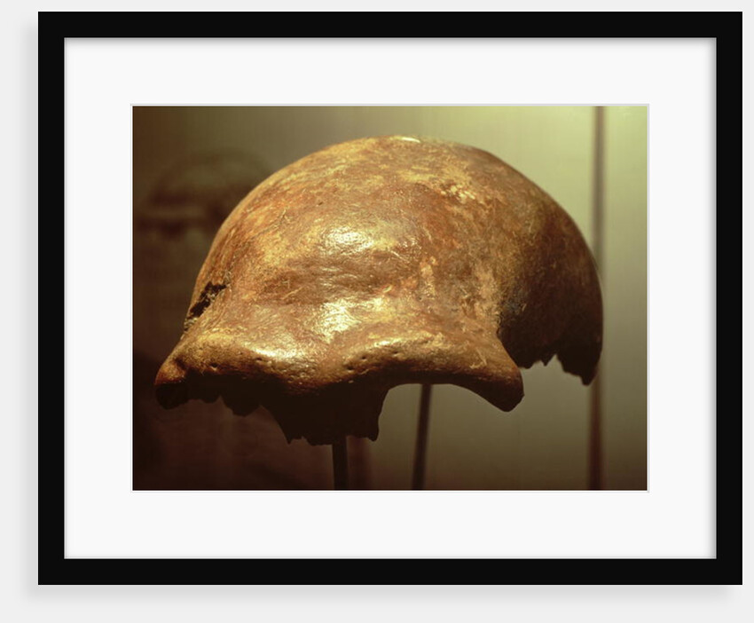 Cranium of a Neanderthal by Prehistoric Prehistoric