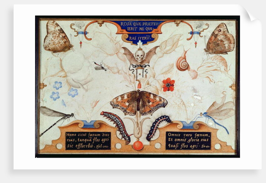 Diptych with flowers and insects, 1591 by Joris Hoefnagel