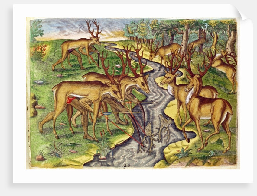 Stag Hunt by Jacques Le Moyne