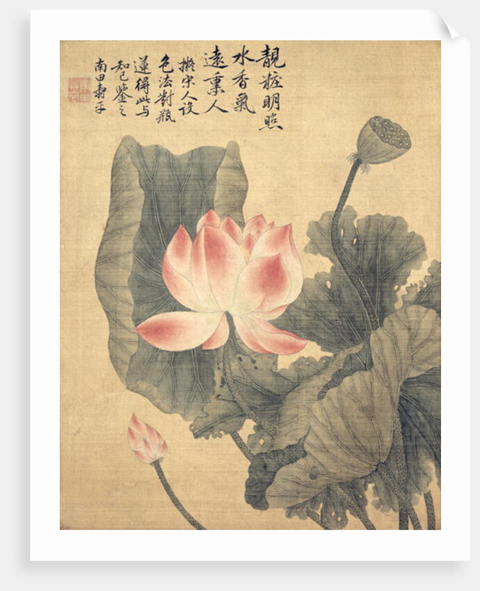 Peonies by Shouping Yun